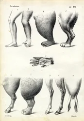 Beine, 1863-79